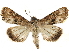  ( - BIOUG26826-E04)  @14 [ ] CreativeCommons - Attribution (2016) CBG Photography Group Centre for Biodiversity Genomics