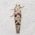  ( - BIOUG27304-A03)  @13 [ ] CreativeCommons - Attribution (2016) CBG Photography Group Centre for Biodiversity Genomics
