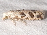  ( - BIOUG27304-A03)  @13 [ ] CreativeCommons - Attribution (2016) CBG Photography Group Centre for Biodiversity Genomics