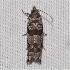  ( - CCDB-33694 D05)  @12 [ ] CreativeCommons - Attribution Non-Commercial Share-Alike (2012) Bold Photography Group Centre for Biodiversity Genomics