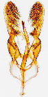  ( - CCDB-34761-F12)  @11 [ ] CreativeCommons - Attribution Non-Commercial Share-Alike (2012) Bold Photography Group Centre for Biodiversity Genomics