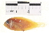  (Amphiprion sandaracinos - HLC-11563)  @13 [ ] CreativeCommons - Attribution (2012) CBG Photography Group Centre for Biodiversity Genomics