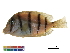  (Acanthurus sp - HLC-11614)  @11 [ ] CreativeCommons - Attribution (2017) CBG Photography Group Centre for Biodiversity Genomics