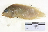  ( - HLC-11660)  @13 [ ] CreativeCommons - Attribution (2013) CBG Photography Group Centre for Biodiversity Genomics
