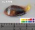  (Amphiprion melanopus - HLC-12168)  @15 [ ] CreativeCommons - Attribution (2010) Unspecified Centre for Biodiversity Genomics