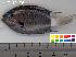  (Chromis margaritifer - HLC-12176)  @14 [ ] CreativeCommons - Attribution (2010) Unspecified Centre for Biodiversity Genomics