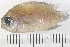  ( - HLC-13050)  @12 [ ] CreativeCommons - Attribution (2013) CBG Photography Group Centre for Biodiversity Genomics
