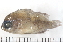  ( - HLC-13051)  @12 [ ] CreativeCommons - Attribution (2013) CBG Photography Group Centre for Biodiversity Genomics