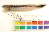  ( - HLC-13140)  @13 [ ] CreativeCommons - Attribution (2013) CBG Photography Group Centre for Biodiversity Genomics