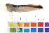  ( - HLC-13141)  @13 [ ] CreativeCommons - Attribution (2013) CBG Photography Group Centre for Biodiversity Genomics