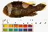  (Amphiprion polymnus - HLC-11583)  @13 [ ] CreativeCommons - Attribution (2013) CBG Photography Group Centre for Biodiversity Genomics