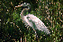  (Ardea herodias - 1B-164)  @14 [ ] Unspecified (default): All Rights Reserved  Unspecified Unspecified