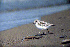  (Calidris alba - RCA 87-158)  @14 [ ] Unspecified (default): All Rights Reserved  Unspecified Unspecified