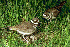  (Charadrius vociferus - JAD 7470)  @14 [ ] Unspecified (default): All Rights Reserved  Unspecified Unspecified