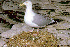  (Larus smithsonianus - RRS 370)  @14 [ ] Unspecified (default): All Rights Reserved  Unspecified Unspecified