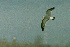  (Leucophaeus pipixcan - 1B-737)  @13 [ ] Unspecified (default): All Rights Reserved  Unspecified Unspecified