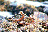  (Phalaropus fulicarius - MKP 791)  @13 [ ] Unspecified (default): All Rights Reserved  Unspecified Unspecified