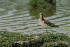  (Phalaropus tricolor - RCA 87-194)  @13 [ ] Unspecified (default): All Rights Reserved  Unspecified Unspecified