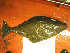  ( - 04HBL008010)  @13 [ ] CreativeCommons - Attribution (2007) Unspecified Centre for Biodiversity Genomics