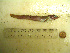  ( - 04HBL008016)  @14 [ ] CreativeCommons - Attribution (2007) Unspecified Centre for Biodiversity Genomics