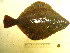  ( - 04HBL008035)  @13 [ ] CreativeCommons - Attribution (2007) Unspecified Centre for Biodiversity Genomics