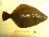  ( - 04HBL008037)  @13 [ ] CreativeCommons - Attribution (2007) Unspecified Centre for Biodiversity Genomics