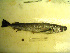  ( - 04HBL008055)  @14 [ ] CreativeCommons - Attribution (2007) Unspecified Centre for Biodiversity Genomics