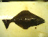  ( - 04HBL008066)  @13 [ ] CreativeCommons - Attribution (2007) Unspecified Centre for Biodiversity Genomics