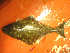  ( - 04HBL008081)  @12 [ ] CreativeCommons - Attribution (2010) Unspecified Centre for Biodiversity Genomics