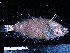  ( - TZ05-FROSTI-060)  @14 [ ] CreativeCommons - Attribution (2007) Unspecified Centre for Biodiversity Genomics