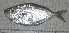  ( - Smith 201.1 #3)  @11 [ ] CreativeCommons - Attribution Non-Commercial Share-Alike (2011) Allan D. Connell Research Collection of Allan Connell