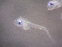  ( - CCDB-13981_G03)  @12 [ ] Copyright (2013) Allan D. Connell Unspecified