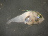  ( - CCDB-17645_A04)  @11 [ ] Copyright (2013) Allan D. Connell Unspecified