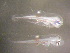  ( - CCDB-17646_D09)  @13 [ ] Copyright (2013) Allan D. Connell Unspecified