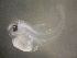  ( - CCDB-19034_B10)  @11 [ ] Copyright (2013) Allan D. Connell Unspecified