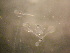 ( - CCDB-19035_C09)  @12 [ ] Copyright (2013) Allan D. Connell Unspecified