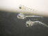  ( - CCDB-19035_C09)  @14 [ ] Copyright (2013) Allan D. Connell Unspecified