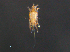  ( - BIOUG15124-C03)  @11 [ ] CreativeCommons - Attribution (2015) CBG Photography Group Centre for Biodiversity Genomics