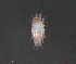  ( - BIOUG15124-E02)  @11 [ ] CreativeCommons - Attribution (2015) CBG Photography Group Centre for Biodiversity Genomics