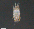  ( - BIOUG15124-E03)  @11 [ ] CreativeCommons - Attribution (2015) CBG Photography Group Centre for Biodiversity Genomics