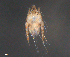  ( - BIOUG15124-E06)  @11 [ ] CreativeCommons - Attribution (2015) CBG Photography Group Centre for Biodiversity Genomics