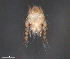  ( - BIOUG15124-E07)  @11 [ ] CreativeCommons - Attribution (2015) CBG Photography Group Centre for Biodiversity Genomics
