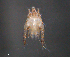  ( - BIOUG15124-E08)  @11 [ ] CreativeCommons - Attribution (2015) CBG Photography Group Centre for Biodiversity Genomics