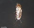 ( - BIOUG15124-F09)  @11 [ ] CreativeCommons - Attribution (2015) CBG Photography Group Centre for Biodiversity Genomics