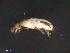  ( - BIOUG15124-F10)  @11 [ ] CreativeCommons - Attribution (2015) CBG Photography Group Centre for Biodiversity Genomics