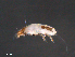  ( - BIOUG15124-F11)  @11 [ ] CreativeCommons - Attribution (2015) CBG Photography Group Centre for Biodiversity Genomics