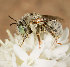  (Anthophora striata - UAIC1135073)  @11 [ ] (c) copyright (2019) Charles W. Melton Unspecified