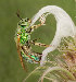  (Agapostemon - UAIC1135057)  @15 [ ] (c) copyright (2019) Charles W. Melton Unspecified