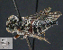  (Coelioxys gonaspis - UAIC1138827)  @11 [ ] by (2023) Glenn Seplak Arizona-Sonora Desert Museum