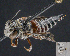  ( - UAIC1138830)  @11 [ ] by (2023) Glenn Seplak Arizona-Sonora Desert Museum